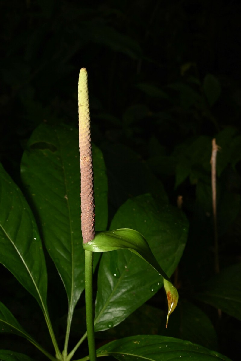 Anthurium croatii photo 5