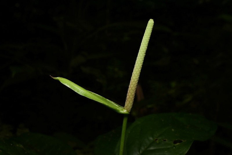 Anthurium croatii photo 6