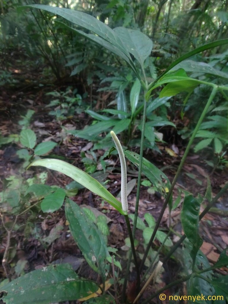 Anthurium croatii photo 7