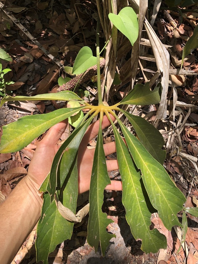 Anthurium croatii photo 8