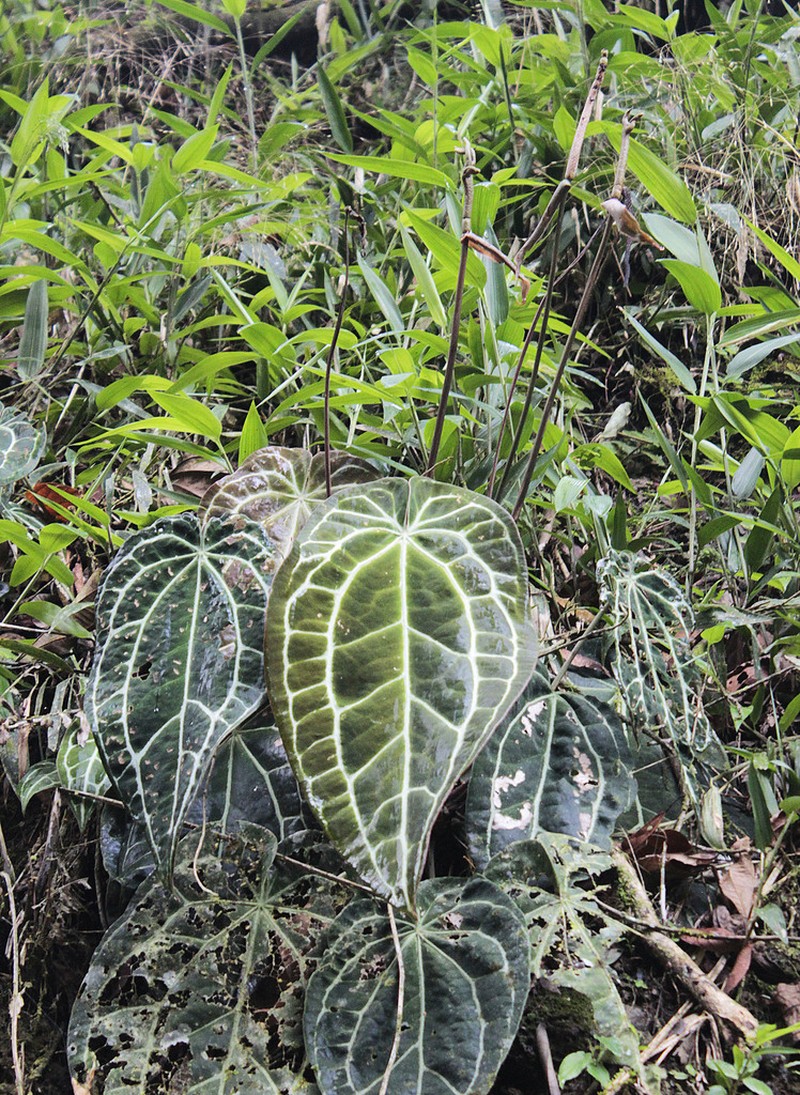 Anthurium crystallinum photo 2