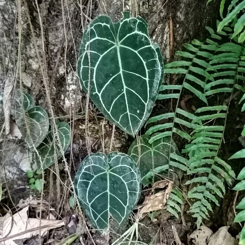 Anthurium crystallinum photo 4