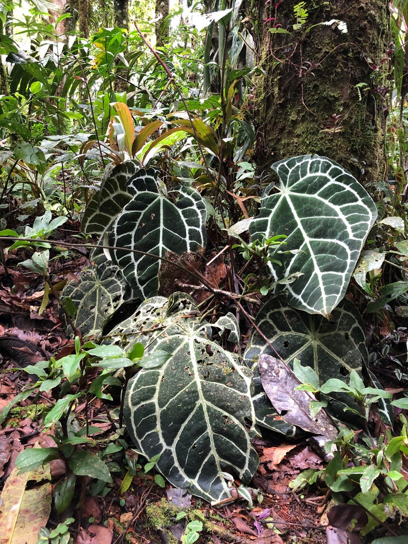 Anthurium crystallinum photo 5