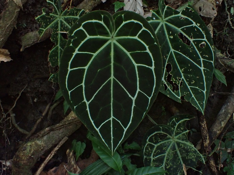 Anthurium crystallinum photo 6