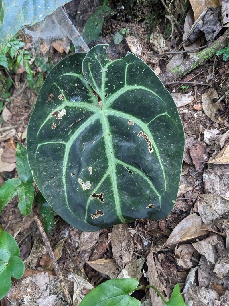 Anthurium crystallinum photo 7