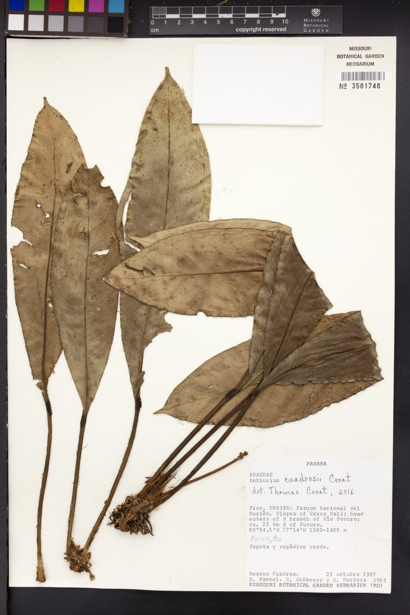 Anthurium cuadrosii