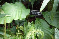 Anthurium cubense