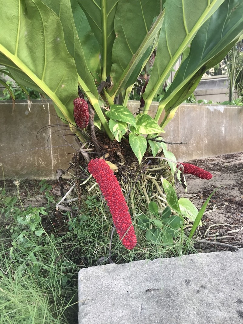 Anthurium cubense photo 2