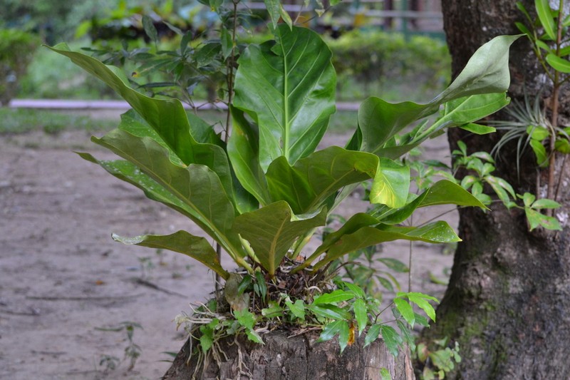 Anthurium cubense photo 3