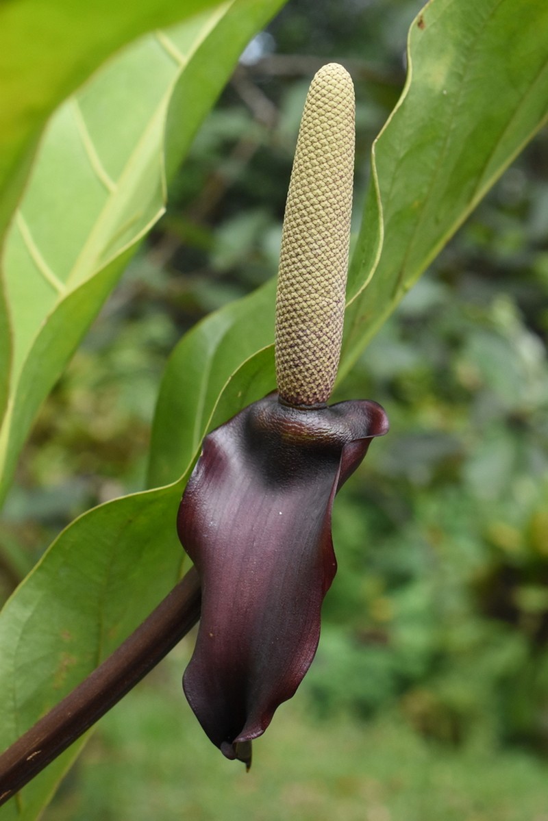 Anthurium cubense photo 6