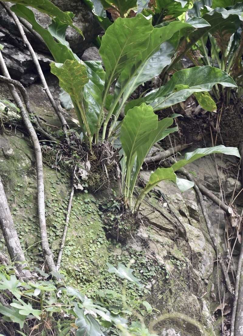 Anthurium cubense photo 7