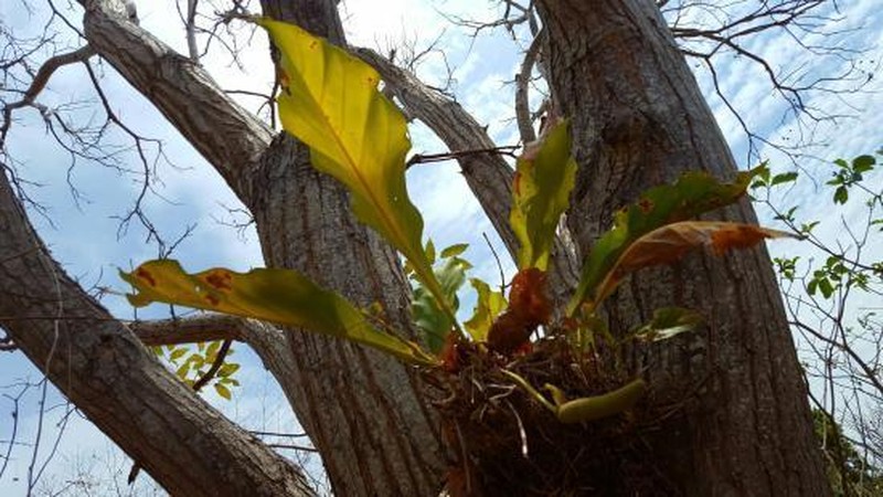 Anthurium cubense photo 8