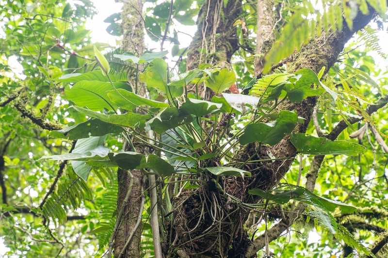 Anthurium cucullispathum