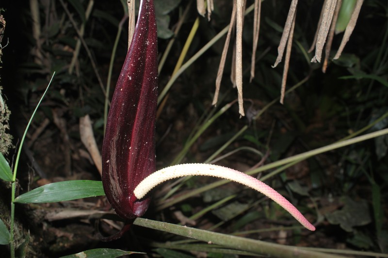Anthurium cupreonitens photo 2