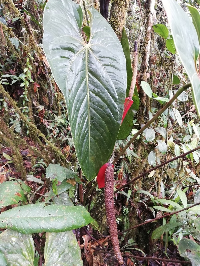 Anthurium cupreum