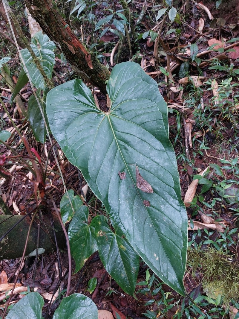 Anthurium cupreum photo 2