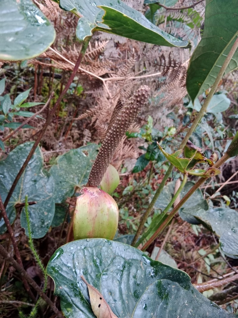 Anthurium cupreum photo 3