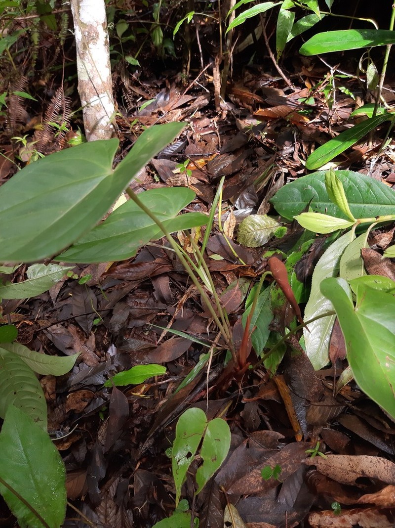Anthurium cupreum photo 4
