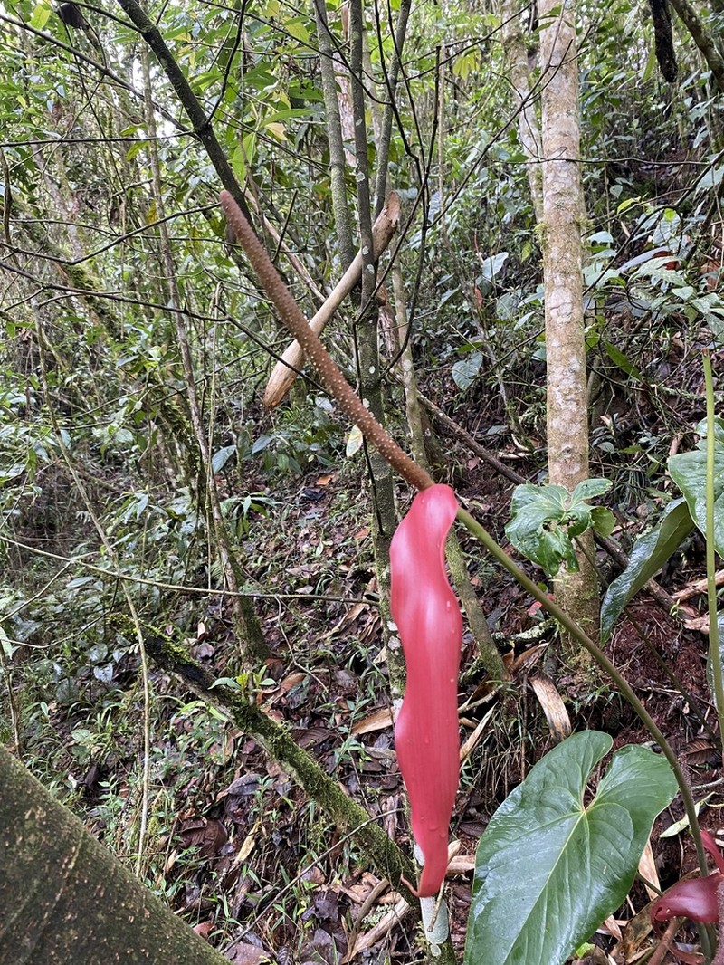 Anthurium cupreum photo 5