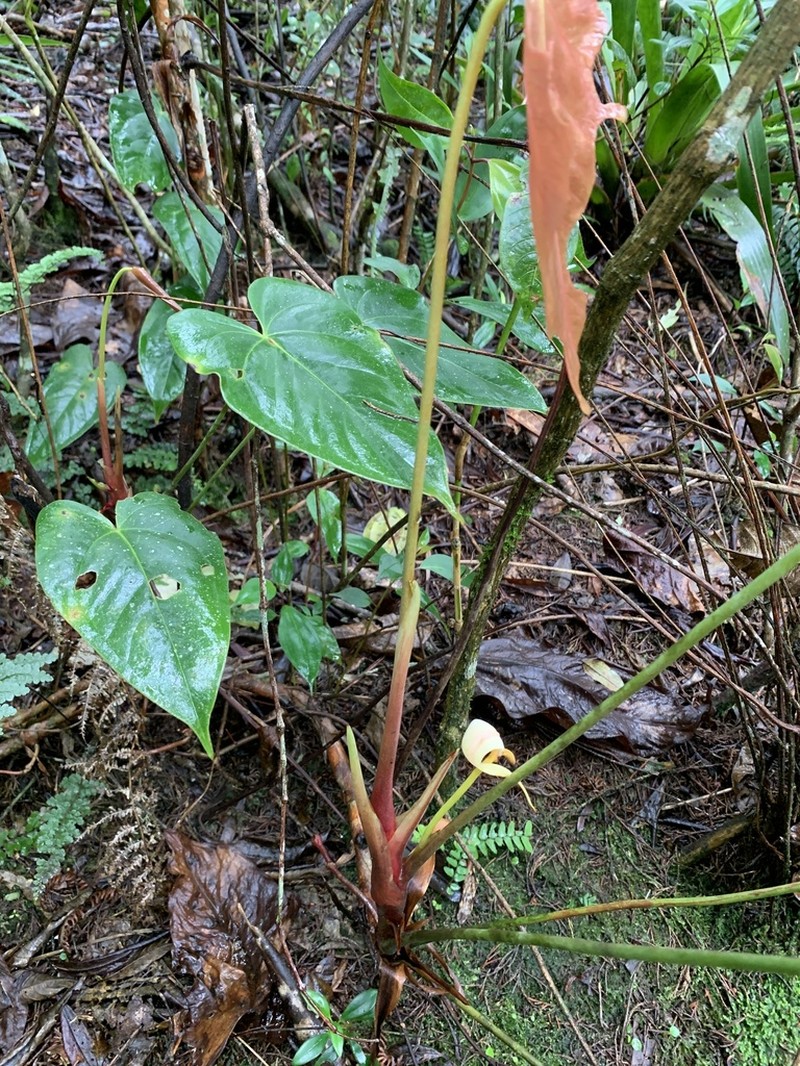 Anthurium cupreum photo 6