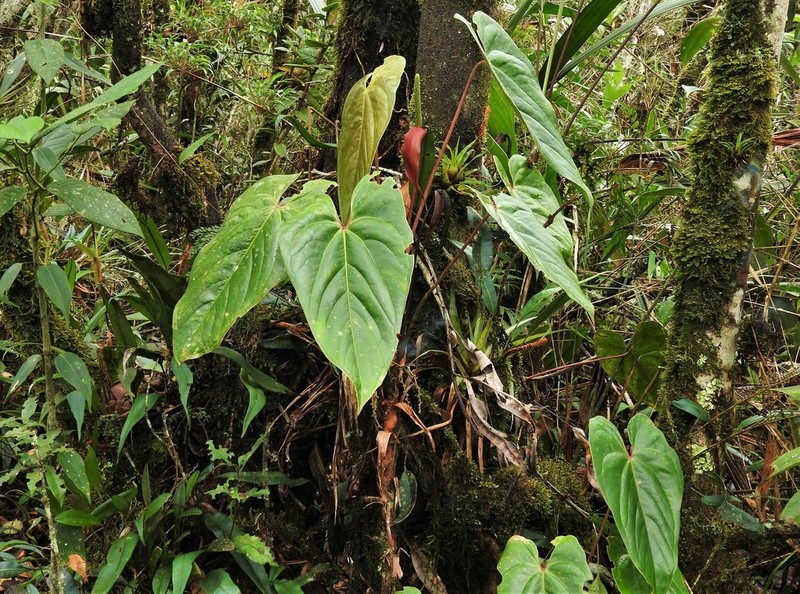Anthurium cupreum photo 7