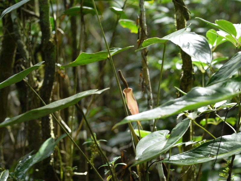 Anthurium cupreum photo 8