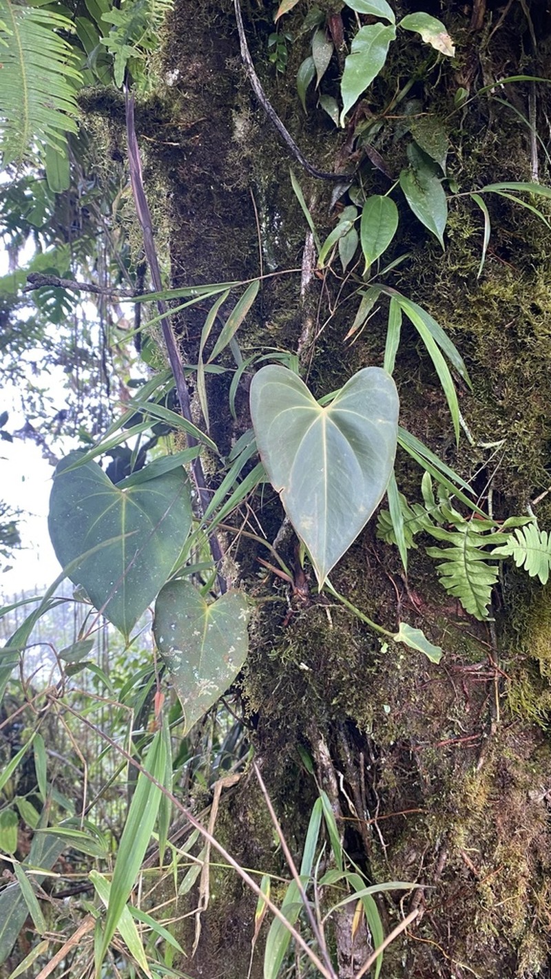 Anthurium curvispadix