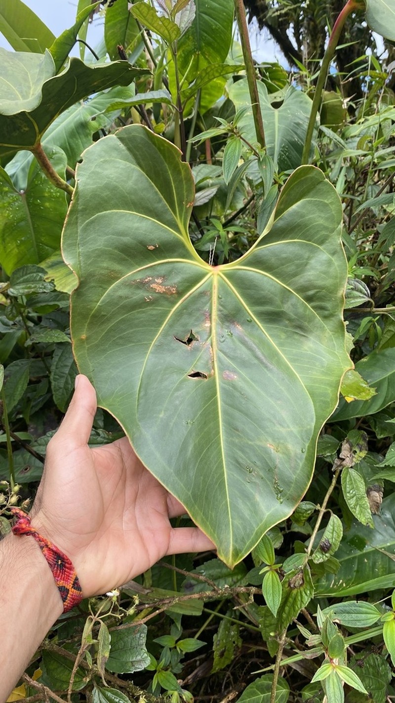 Anthurium curvispadix photo 2