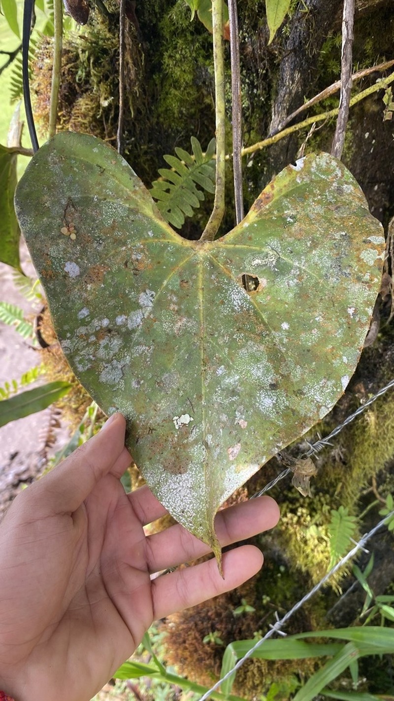Anthurium curvispadix photo 3