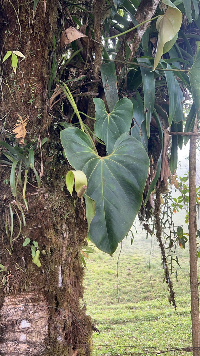 Anthurium curvispadix photo 4