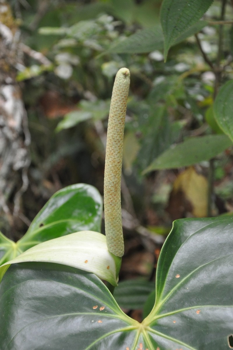 Anthurium curvispadix photo 5