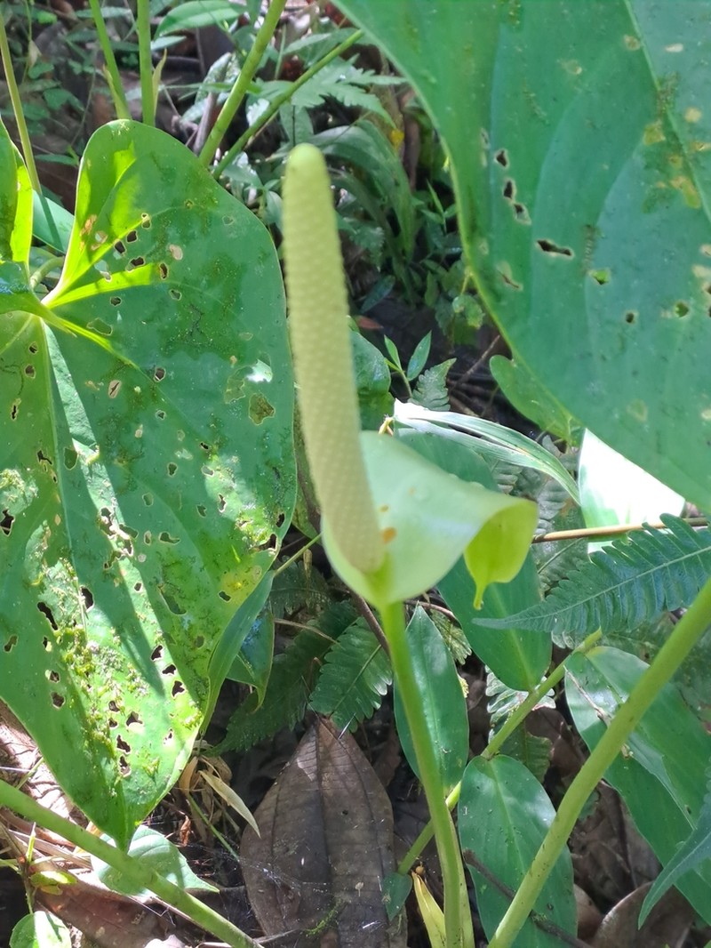 Anthurium curvispadix photo 6