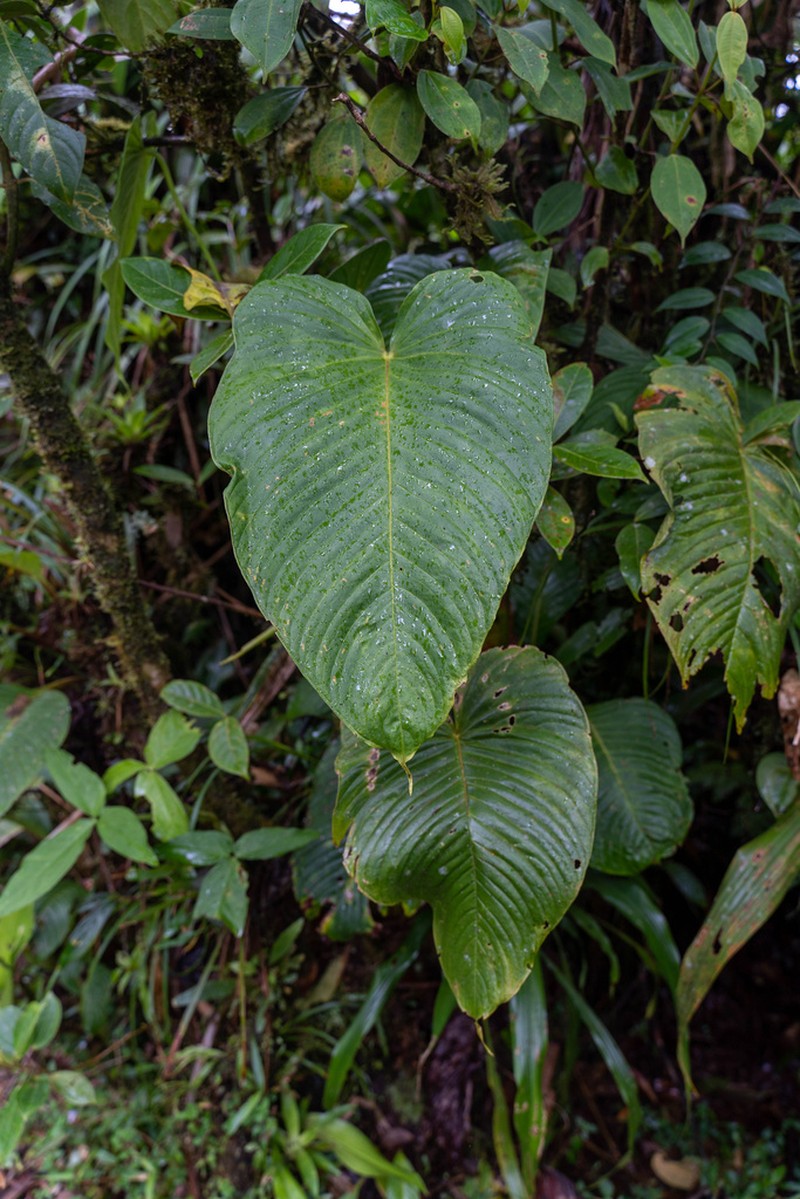 Anthurium cuspidatum
