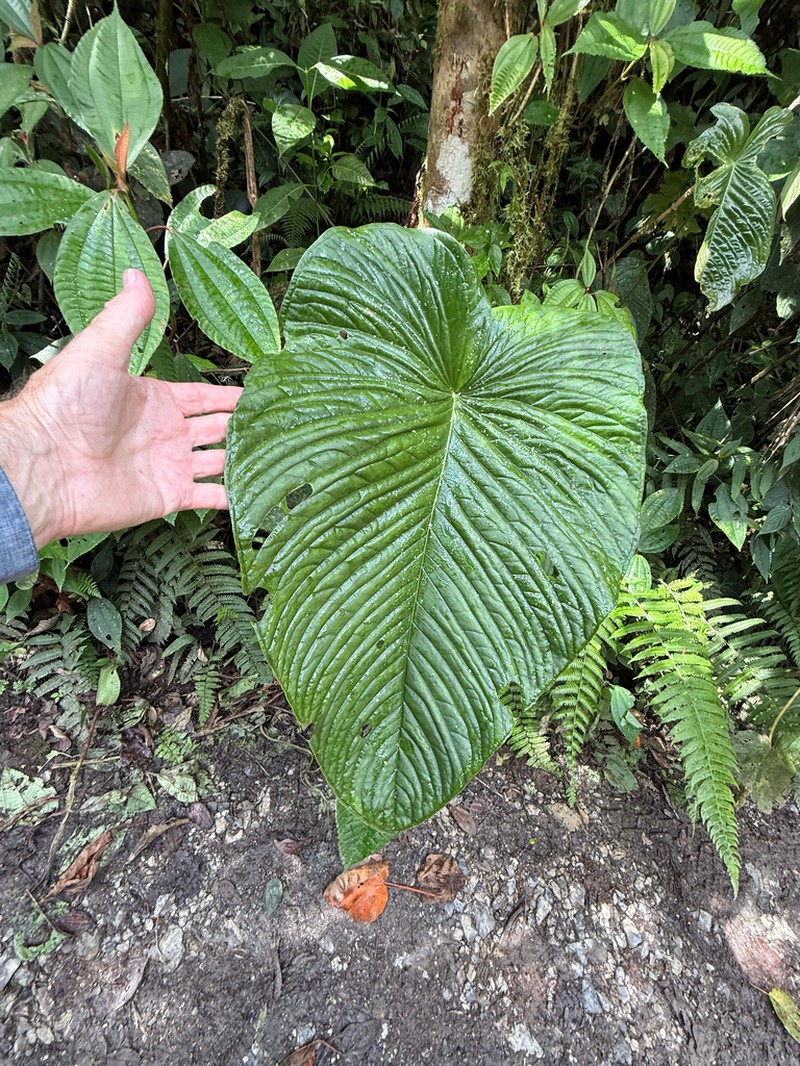 Anthurium cuspidatum photo 2