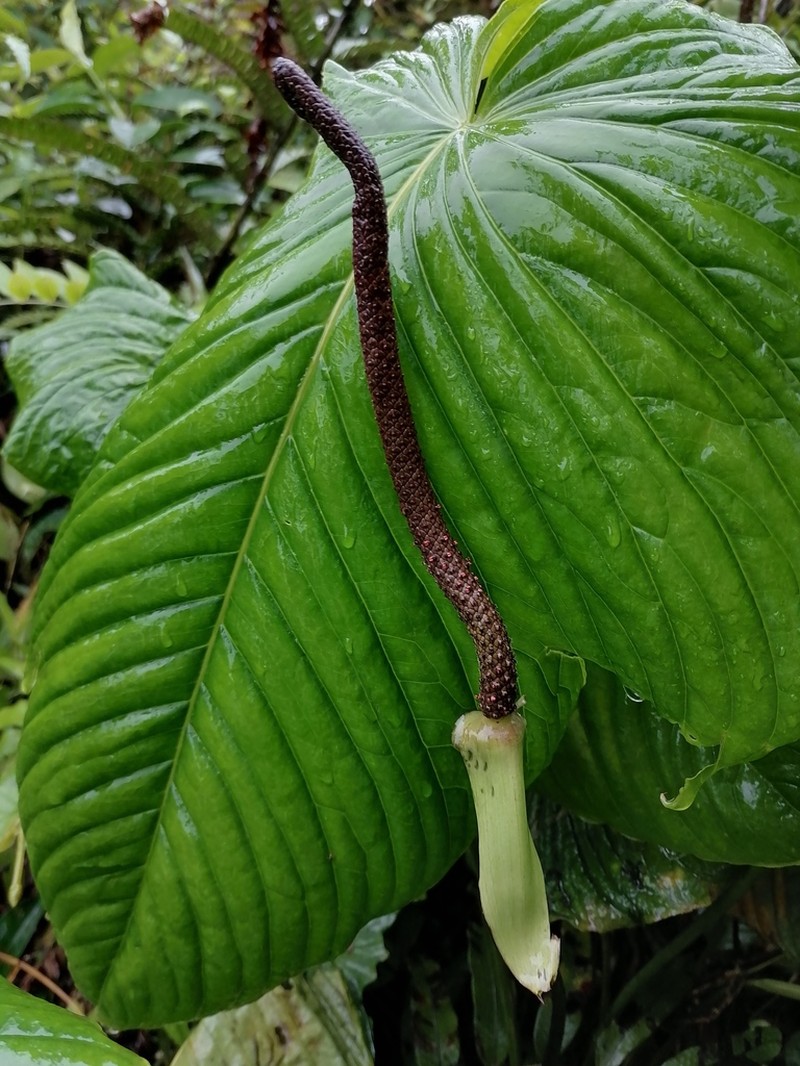 Anthurium cuspidatum photo 3