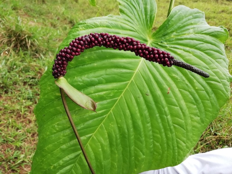 Anthurium cuspidatum photo 4