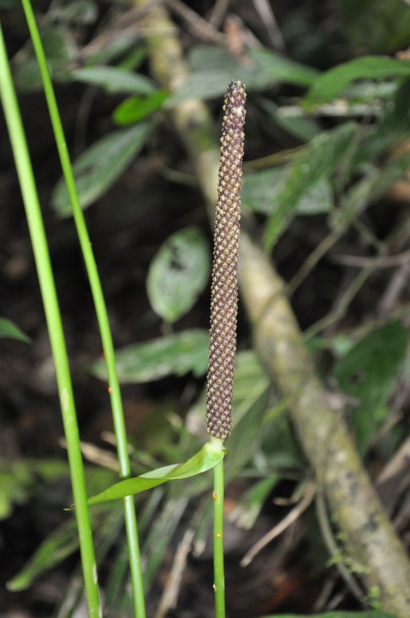 Anthurium cuspidatum photo 5