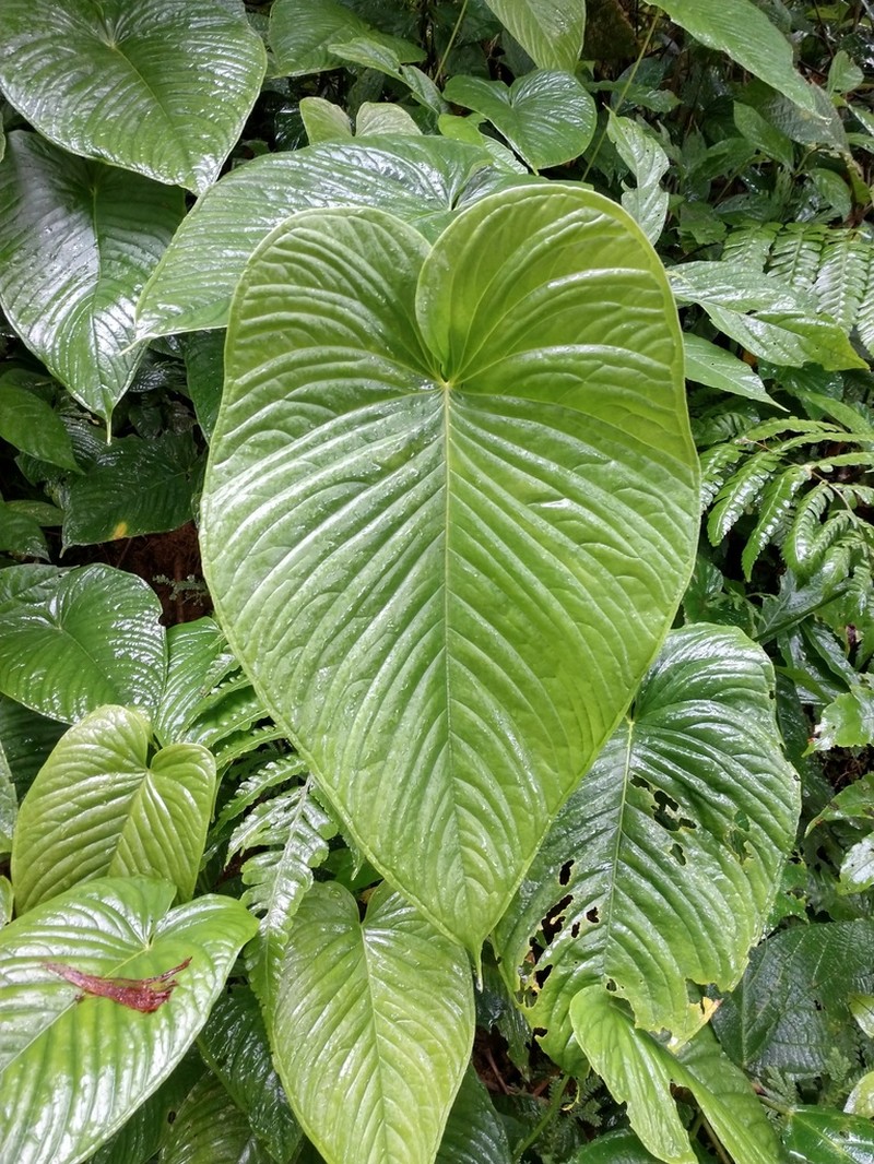 Anthurium cuspidatum photo 6