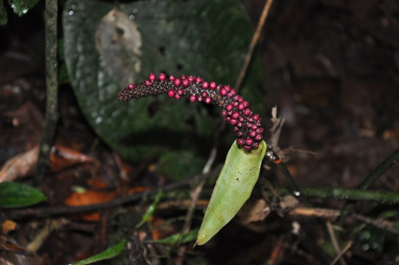 Anthurium cuspidatum photo 7