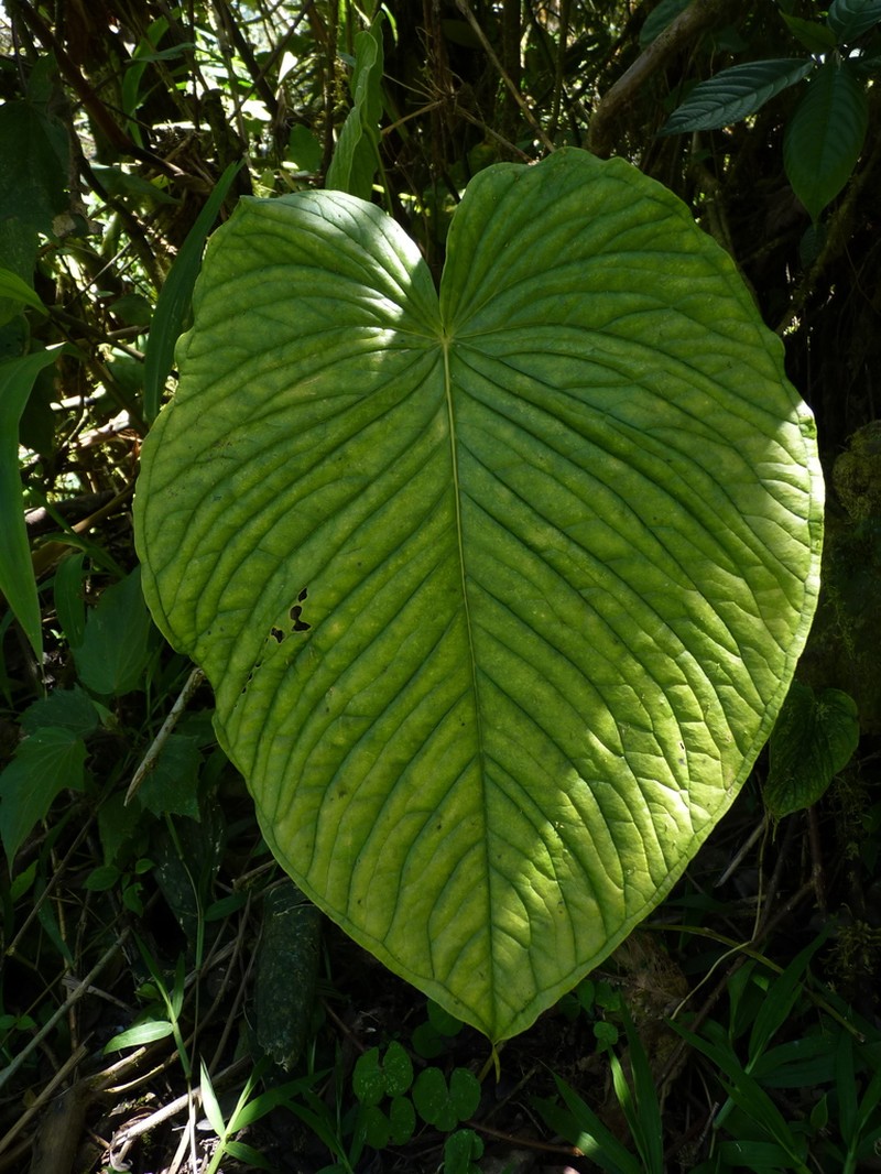 Anthurium cuspidatum photo 8