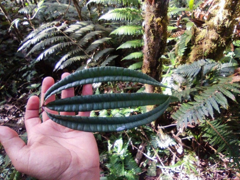 Anthurium cutucuense photo 2