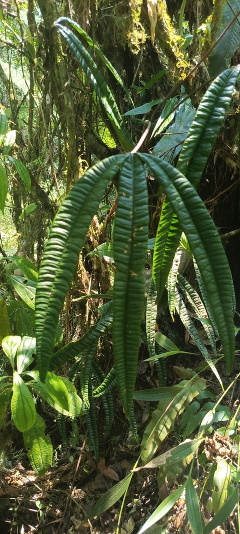 Anthurium cutucuense photo 3