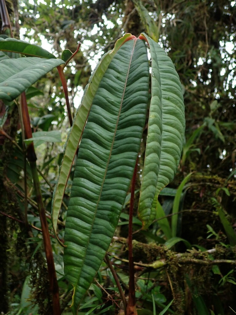 Anthurium cutucuense photo 4