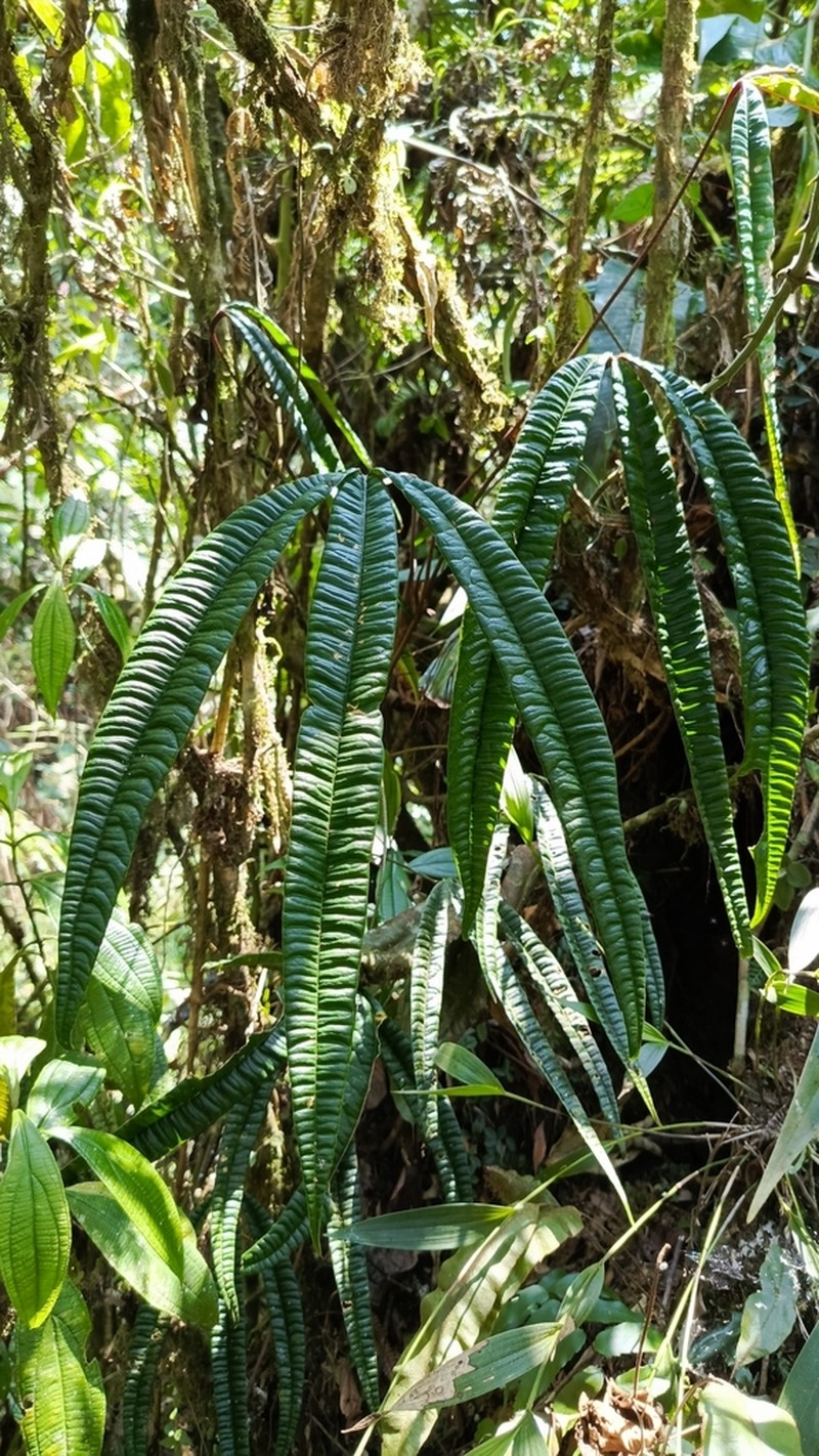 Anthurium cutucuense photo 5