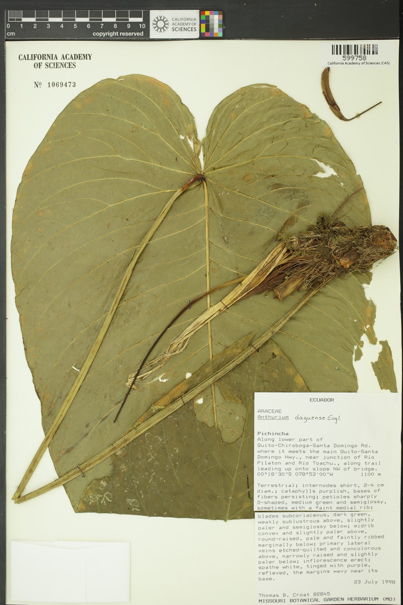 Anthurium daguense