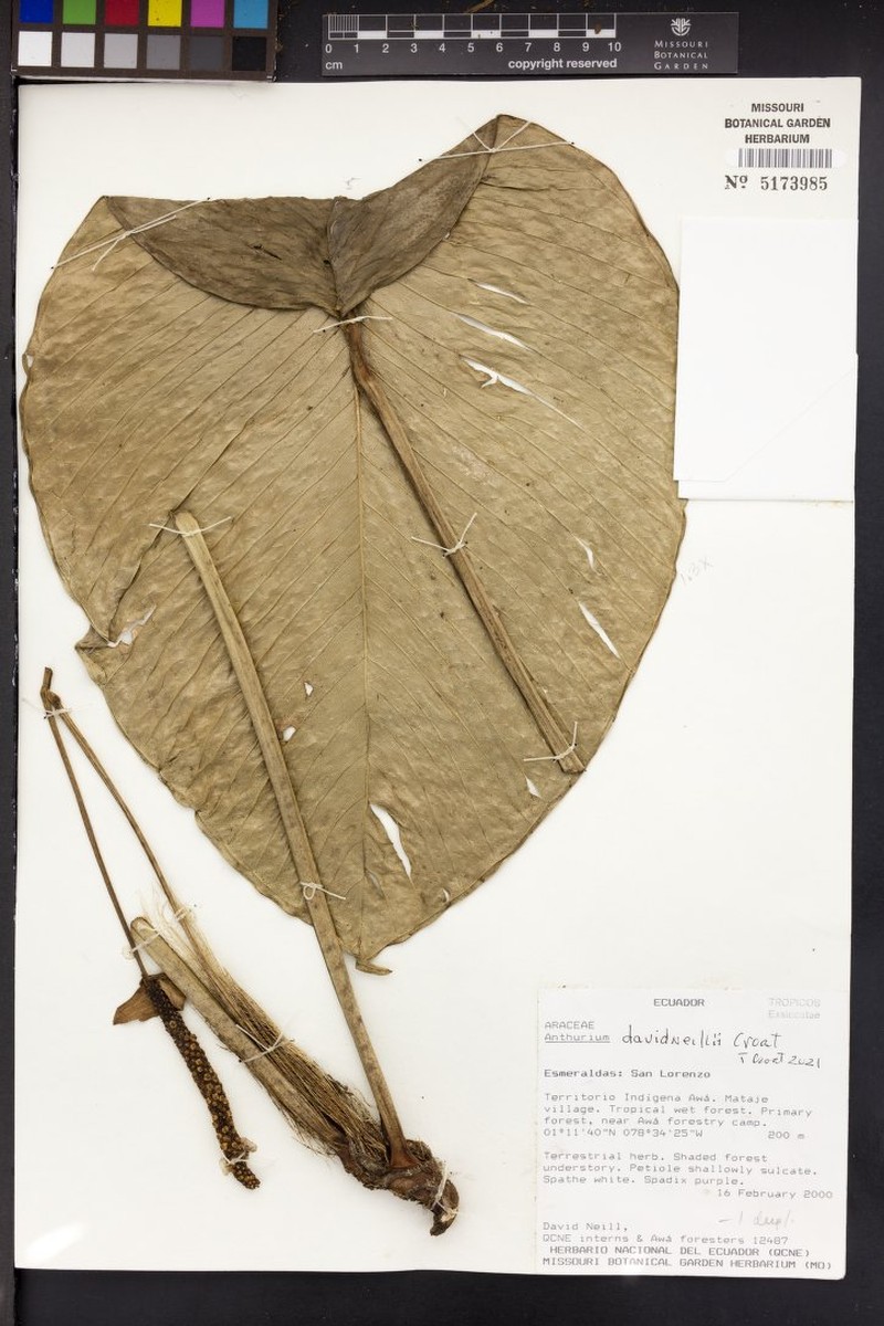 Anthurium davidneillii