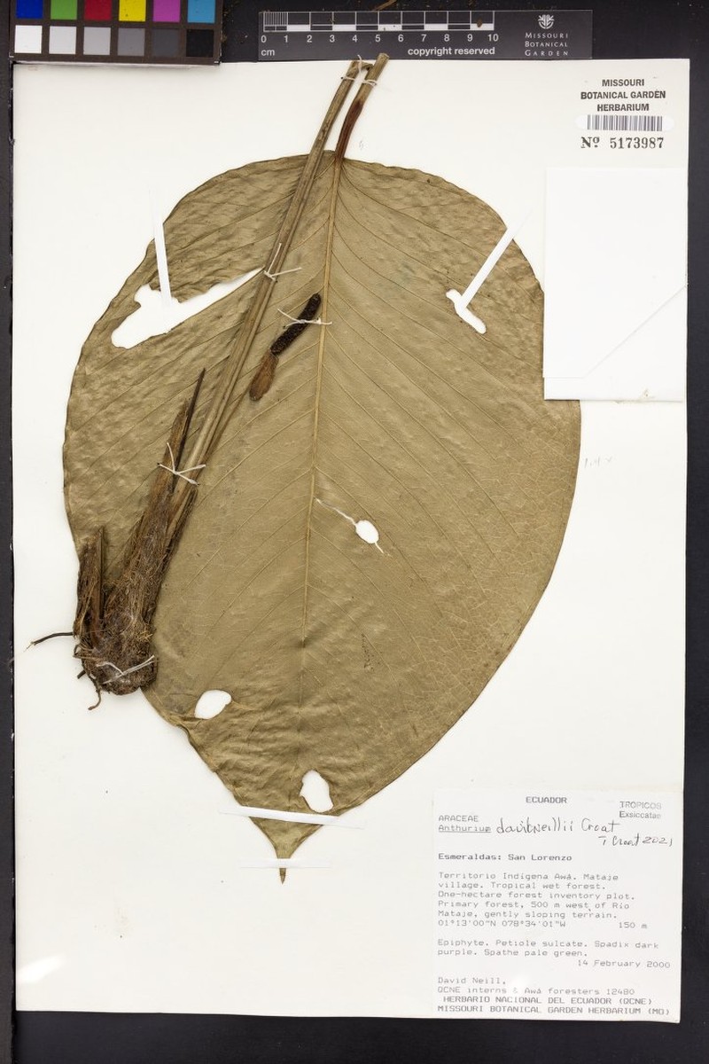 Anthurium davidneillii photo 2