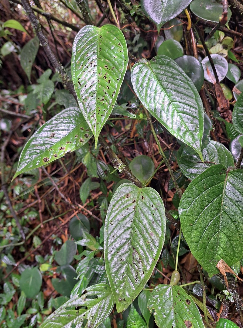 Anthurium davidsoniae photo 4