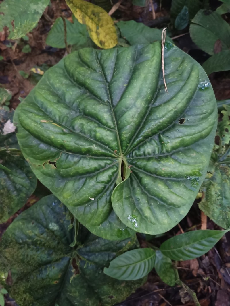 Anthurium debile