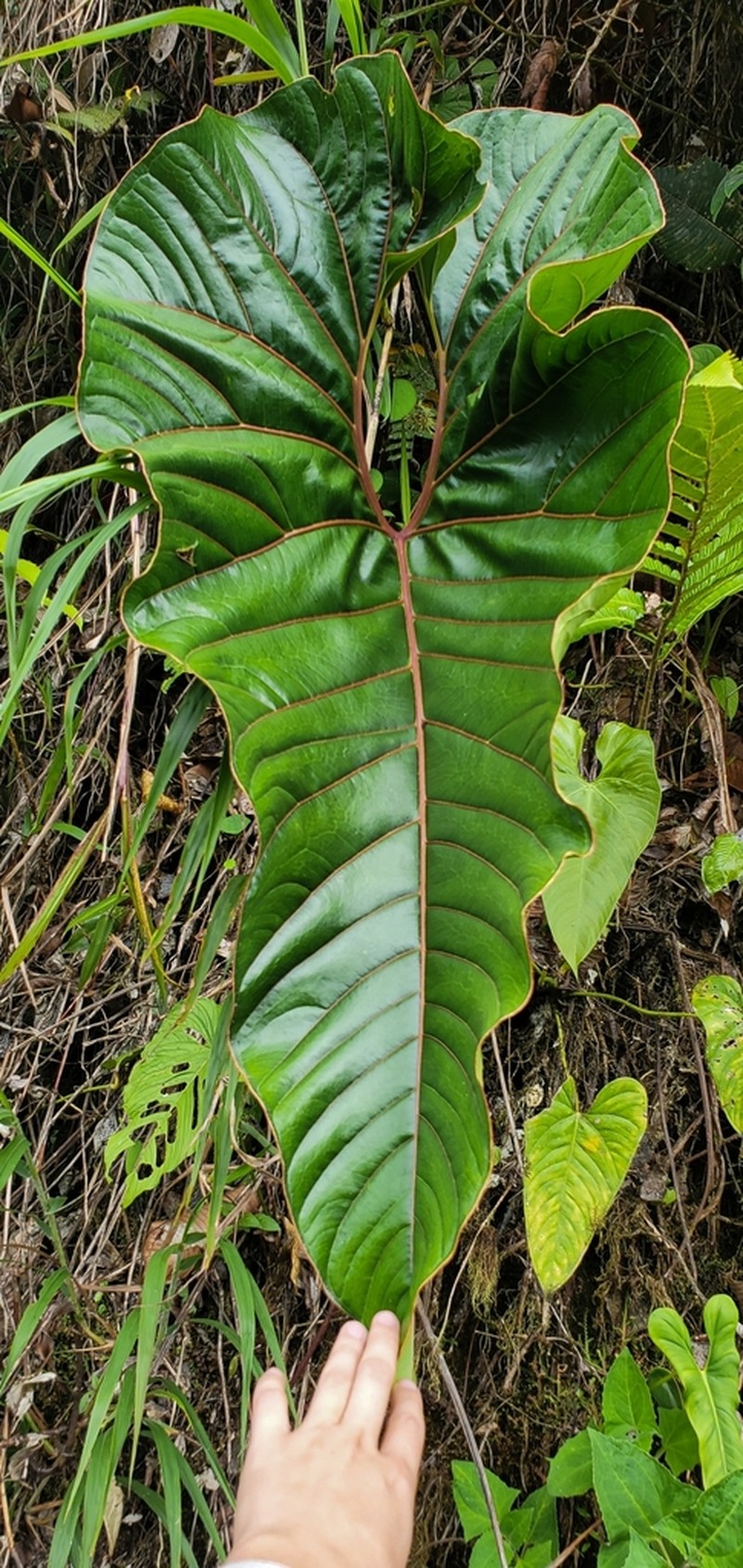 Anthurium decipiens